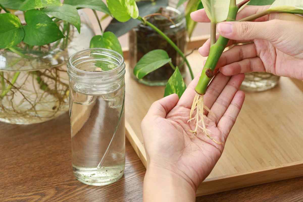 una pianta con un vaso pieno di acqua