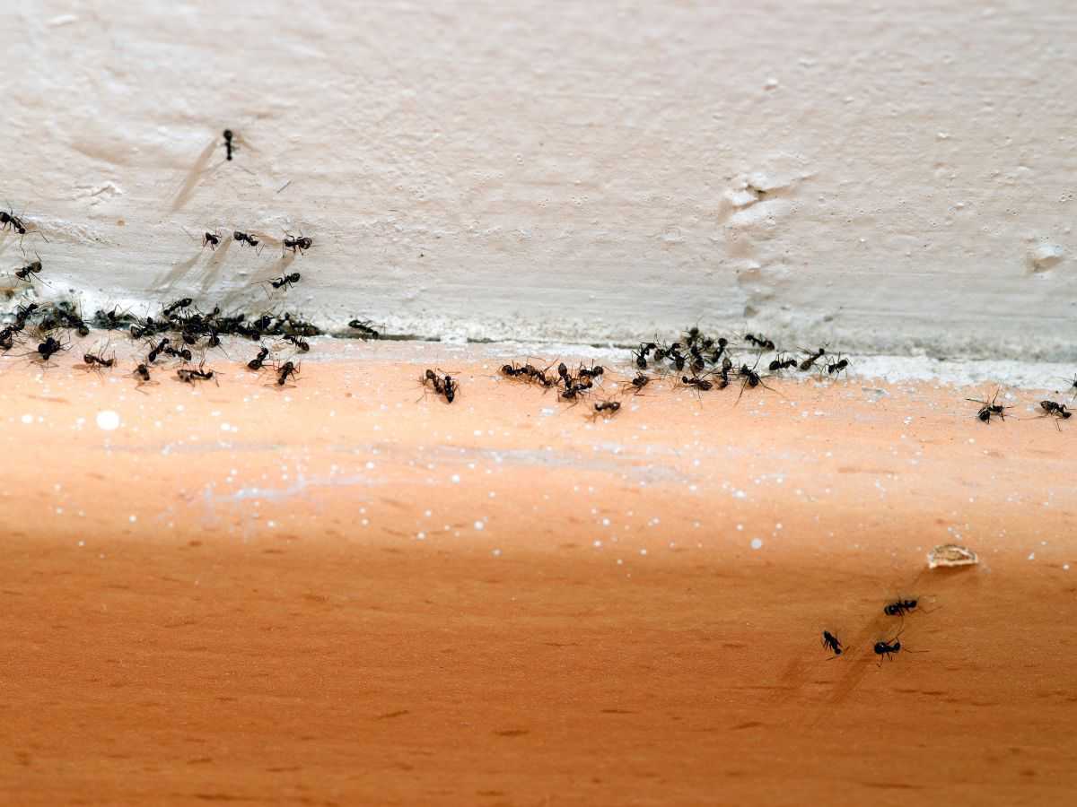 formiche sul muro