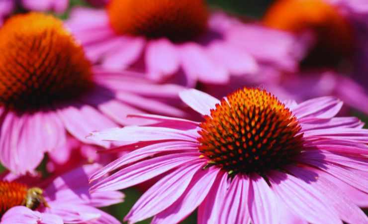 fiore